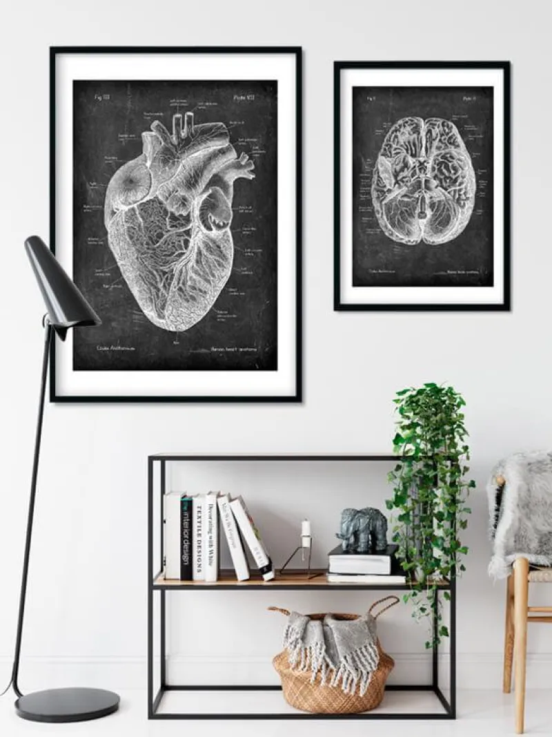 Codex Anatomicus Heart Anatomy^Heart anatomy I - Chalkboard