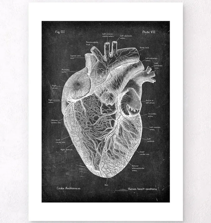 Codex Anatomicus Heart Anatomy^Heart anatomy I - Chalkboard