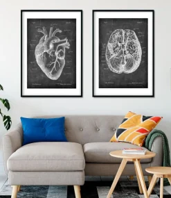 Codex Anatomicus Heart Anatomy^Heart anatomy II - Chalkboard