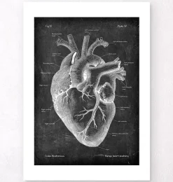 Codex Anatomicus Heart Anatomy^Heart anatomy II - Chalkboard