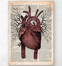 Codex Anatomicus Heart Anatomy^Heart anatomy II - Old dictionary page