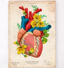 Codex Anatomicus Heart Anatomy^Heart anatomy III - Floral - Vintage