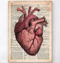 Codex Anatomicus Heart Anatomy^Heart anatomy III - Old dictionary page