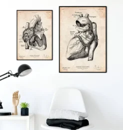 Codex Anatomicus Heart Anatomy^Heart anatomy poster