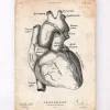 Codex Anatomicus Heart Anatomy^Heart anatomy poster II