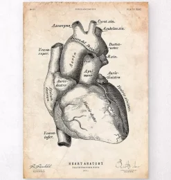 Codex Anatomicus Heart Anatomy^Heart anatomy poster II