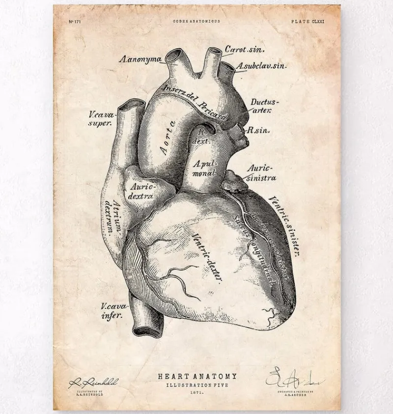 Codex Anatomicus Heart Anatomy^Heart anatomy poster II
