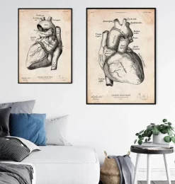 Codex Anatomicus Heart Anatomy^Heart anatomy poster II