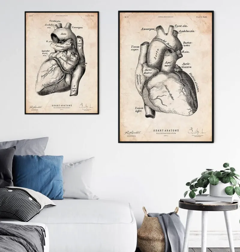 Codex Anatomicus Heart Anatomy^Heart anatomy poster II