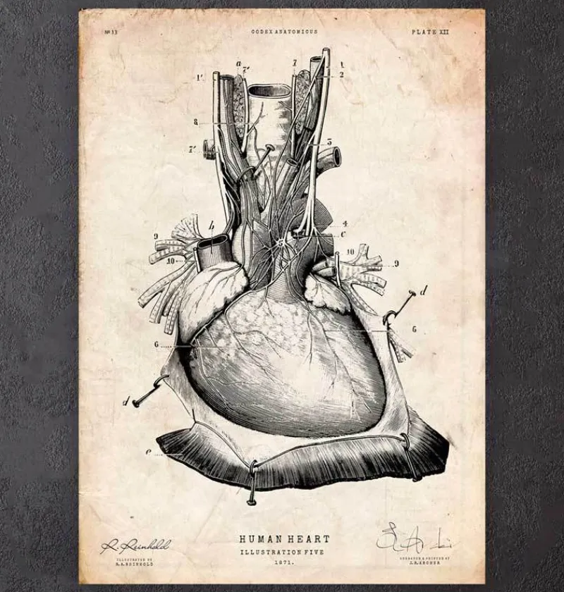Codex Anatomicus Heart Anatomy^Heart anatomy print III