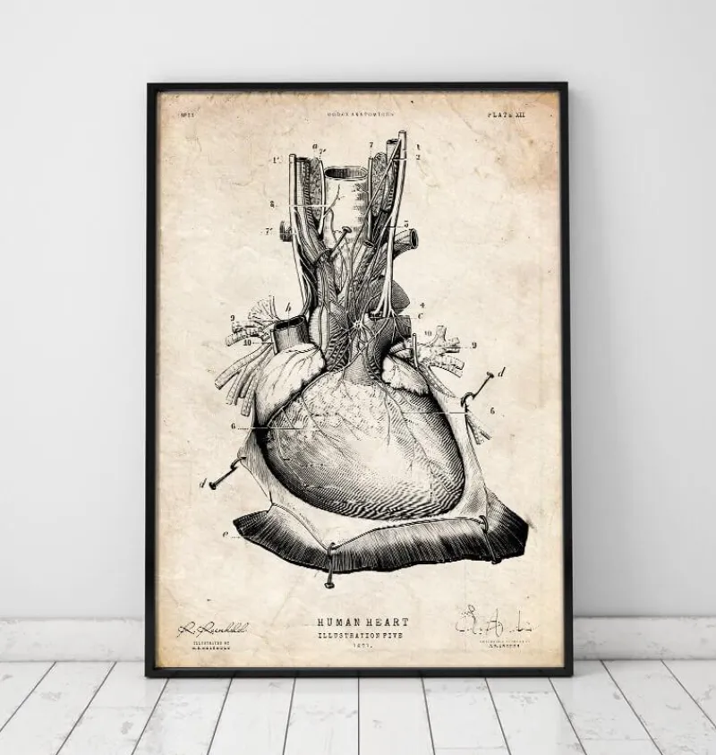 Codex Anatomicus Heart Anatomy^Heart anatomy print III