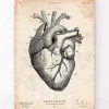 Codex Anatomicus Heart Anatomy^Heart anatomy print V