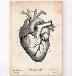 Codex Anatomicus Heart Anatomy^Heart anatomy print V