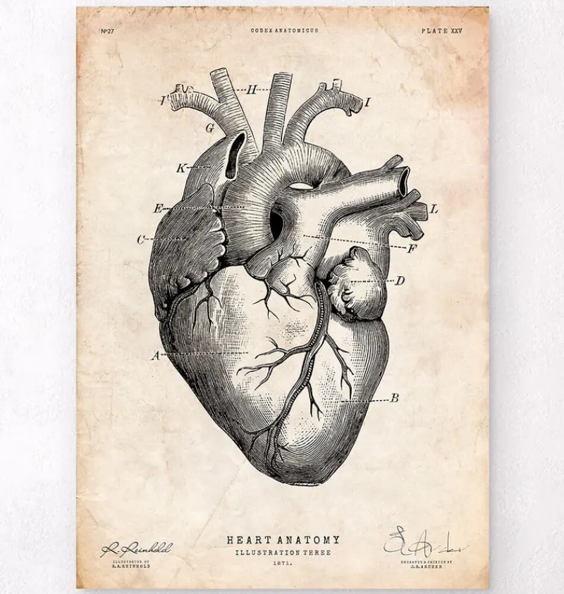 Codex Anatomicus Heart Anatomy^Heart anatomy print V