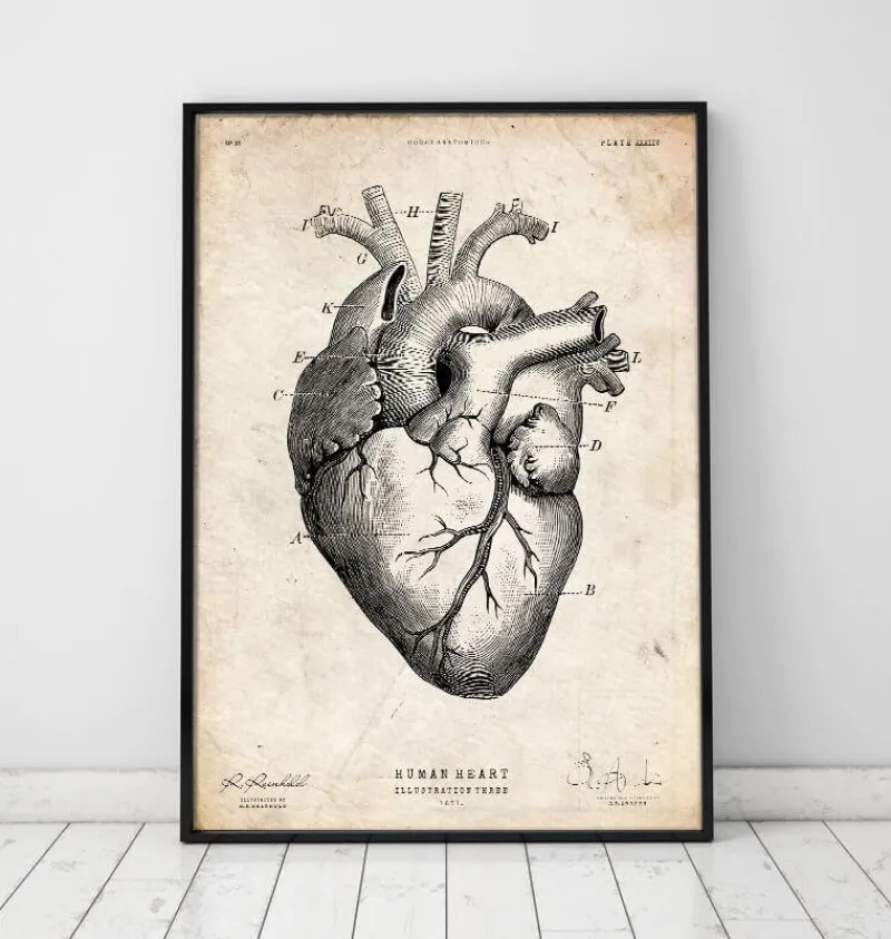 Codex Anatomicus Heart Anatomy^Heart anatomy print V