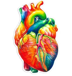 Codex Anatomicus Stickers^Heart anatomy sticker II - Watercolor Splash