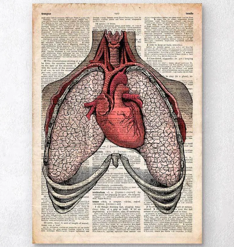 Codex Anatomicus Lungs Anatomy | Heart Anatomy^Heart and lungs - Old dictionary page