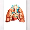 Codex Anatomicus Lungs Anatomy | Heart Anatomy^Heart and lungs anatomy