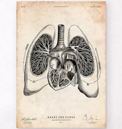 Codex Anatomicus Lungs Anatomy | Heart Anatomy^Heart and Lungs anatomy art V