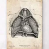 Codex Anatomicus Lungs Anatomy | Heart Anatomy^Heart and Lungs anatomy art II