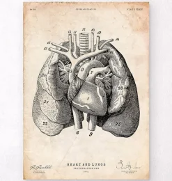 Codex Anatomicus Lungs Anatomy | Heart Anatomy^Heart and Lungs anatomy art I