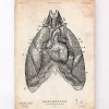 Codex Anatomicus Lungs Anatomy | Heart Anatomy^Heart and Lungs anatomy art III