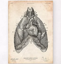 Codex Anatomicus Lungs Anatomy | Heart Anatomy^Heart and Lungs anatomy art III