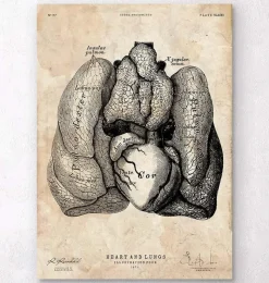 Codex Anatomicus Lungs Anatomy | Heart Anatomy^Heart and Lungs anatomy art IV