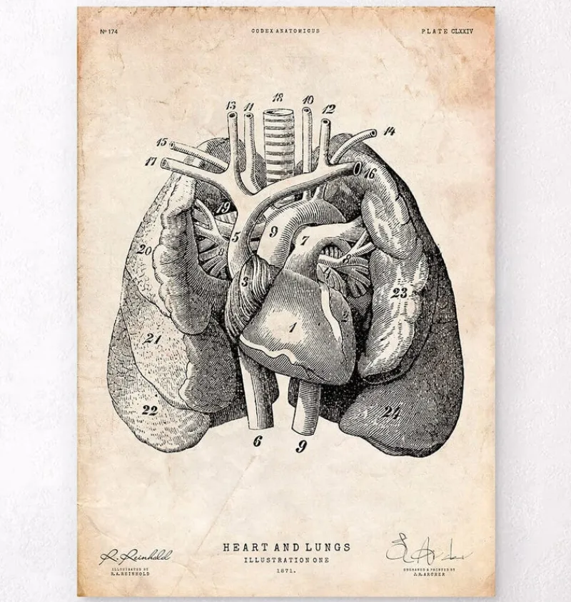 Codex Anatomicus Lungs Anatomy | Heart Anatomy^Heart and Lungs anatomy art I
