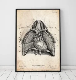 Codex Anatomicus Lungs Anatomy | Heart Anatomy^Heart and Lungs anatomy art II