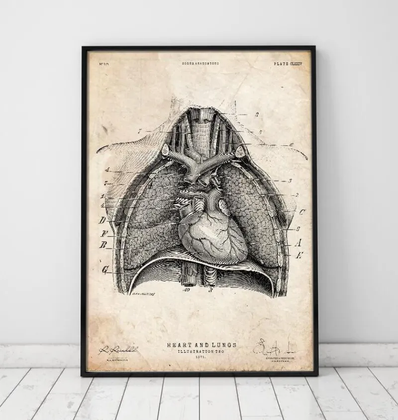 Codex Anatomicus Lungs Anatomy | Heart Anatomy^Heart and Lungs anatomy art II