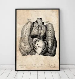 Codex Anatomicus Lungs Anatomy | Heart Anatomy^Heart and Lungs anatomy art IV
