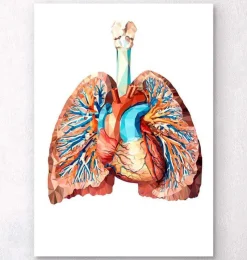 Codex Anatomicus Lungs Anatomy | Heart Anatomy^Heart and lungs anatomy II