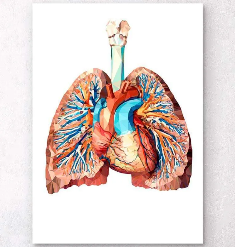 Codex Anatomicus Lungs Anatomy | Heart Anatomy^Heart and lungs anatomy II