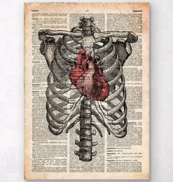 Codex Anatomicus Skull & Skeleton | Heart Anatomy^Heart and Rib cage - Old dictionary page
