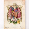 Codex Anatomicus Lungs Anatomy | Heart Anatomy^Heart, lungs and rib cage - Floral - Vintage