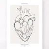 Codex Anatomicus Heart Anatomy^Heart section - Line Art