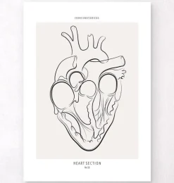 Codex Anatomicus Heart Anatomy^Heart section - Line Art