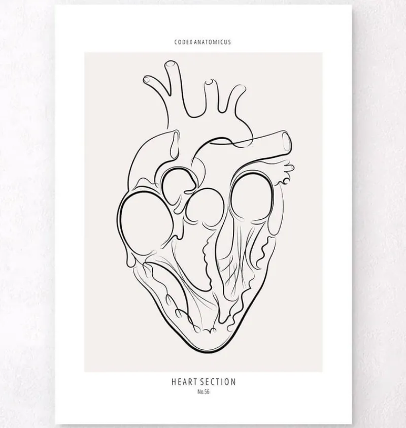Codex Anatomicus Heart Anatomy^Heart section - Line Art