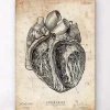 Codex Anatomicus Heart Anatomy^Heart section art print III