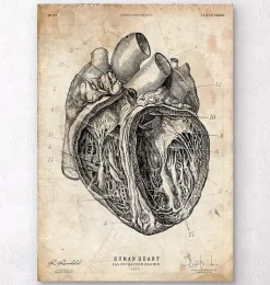 Codex Anatomicus Heart Anatomy^Heart section art print III