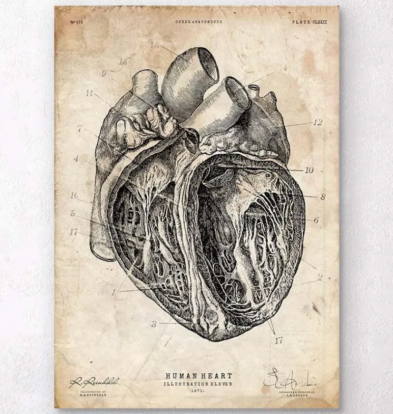 Codex Anatomicus Heart Anatomy^Heart section art print III