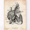 Codex Anatomicus Heart Anatomy^Heart section art print I