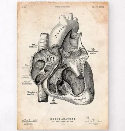 Codex Anatomicus Heart Anatomy^Heart section art print I