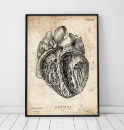 Codex Anatomicus Heart Anatomy^Heart section art print III