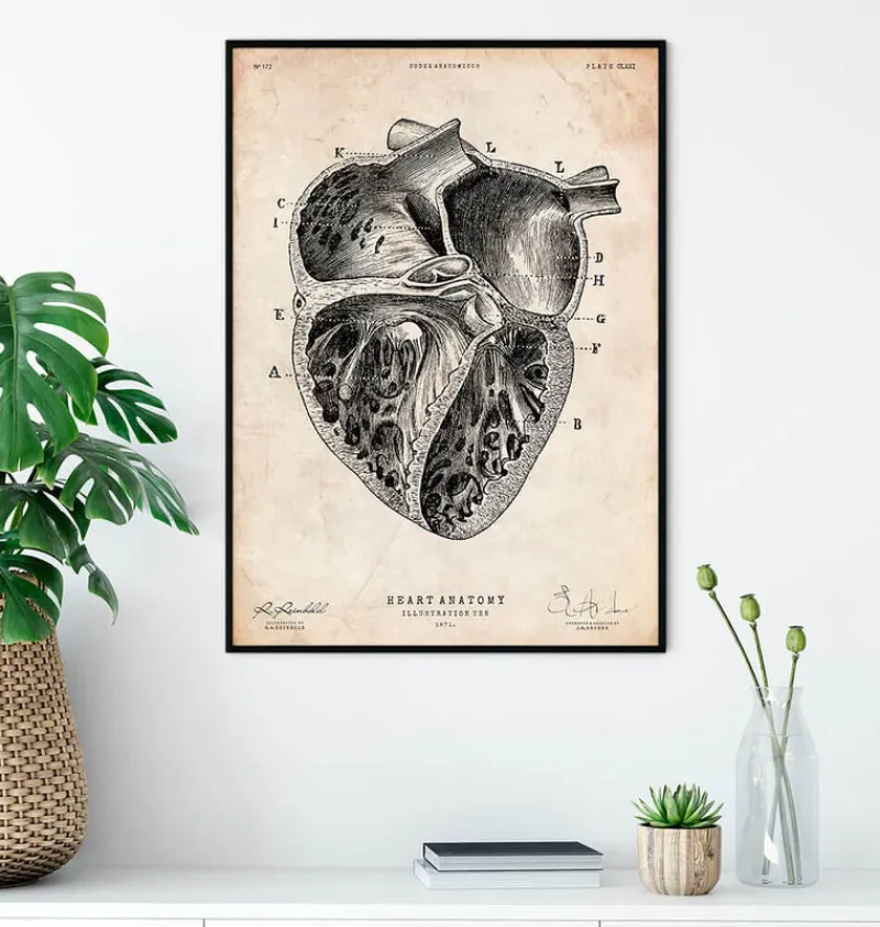 Codex Anatomicus Heart Anatomy^Heart section art print II