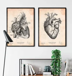 Codex Anatomicus Heart Anatomy^Heart section art print I
