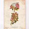 Codex Anatomicus Skull & Skeleton^Herniated disc - Floral - Vintage