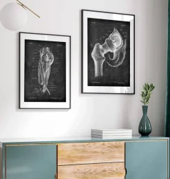 Codex Anatomicus Skull & Skeleton^Hip joint anatomy - Chalkboard