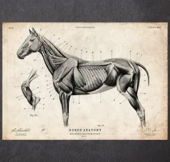 Codex Anatomicus Animal Anatomy^Horse anatomy II
